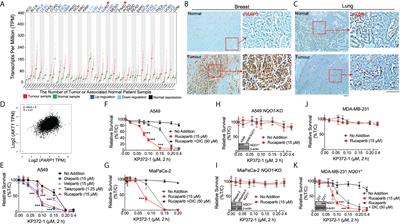 KP372-1-Induced AKT Hyperactivation Blocks DNA Repair to Synergize With PARP Inhibitor Rucaparib via Inhibiting FOXO3a/GADD45α Pathway